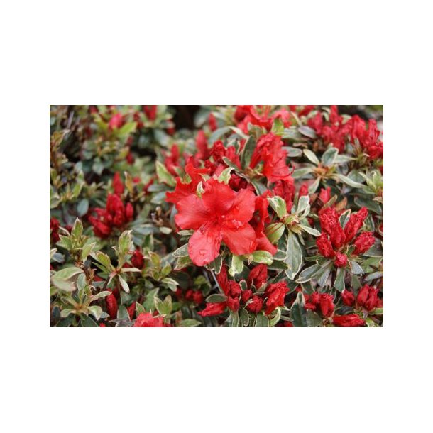 Rhododendron obt 'Hot Shot Variegata'