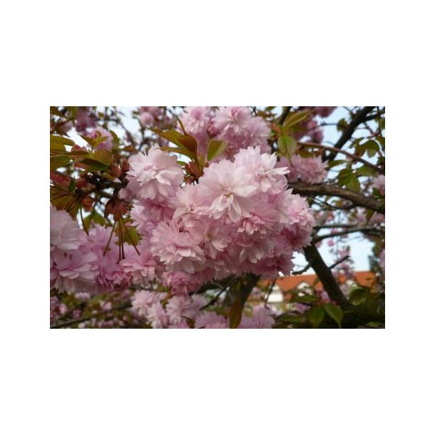 Prunus serrulata 'Kiku-Shidare'