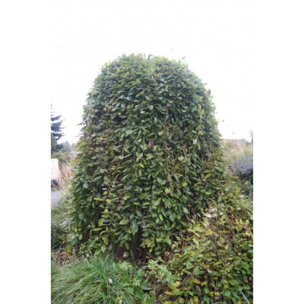 Salix caprea 'Pendula' ('Kilmarnock')