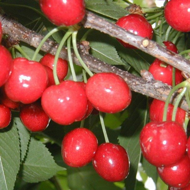 Prunus avium 'Stella'