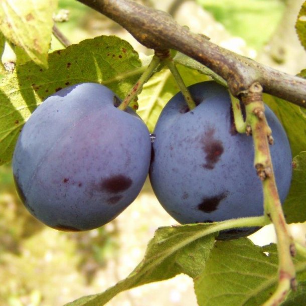 Prunus domestica 'Czar'