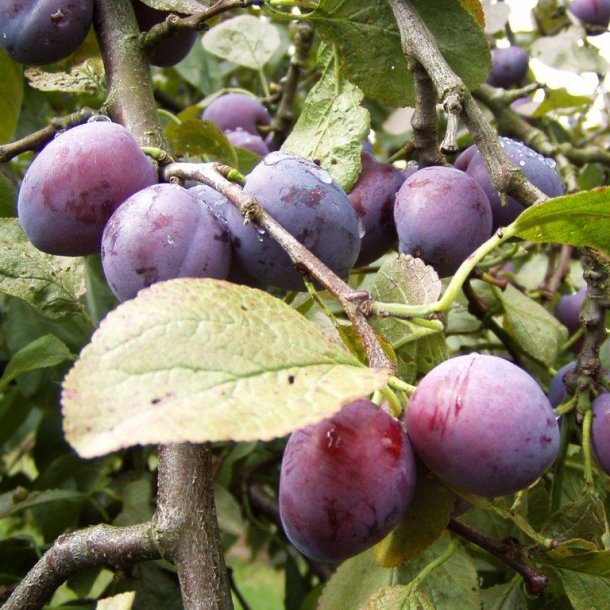 Prunus domestica 'Herman'
