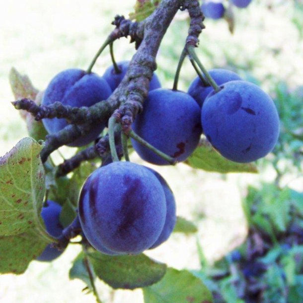 Prunus domestica 'Italiensk Sveske'