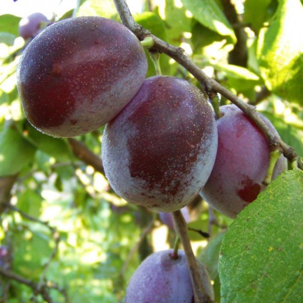 Prunus domestica 'Jubileum'