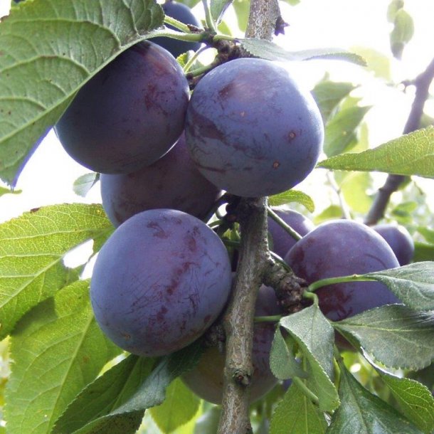 Prunus domestica 'Kirkes'