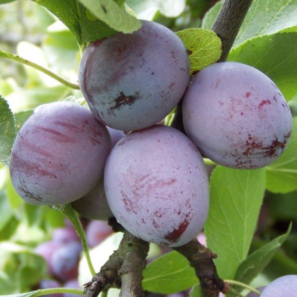 Prunus domestica 'Opal'