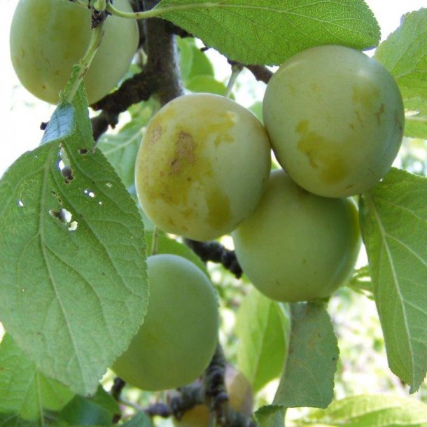 Prunus domestica 'Reine Claude d'Ouillins'