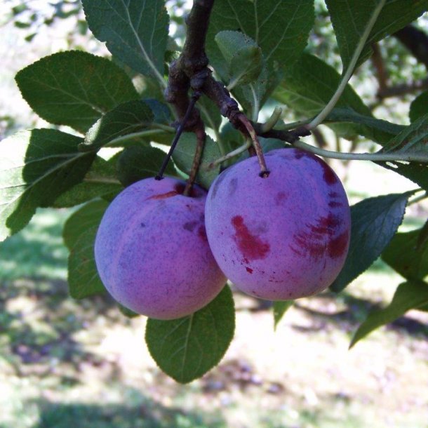 Prunus domestica 'Reine Claude d'Althan'