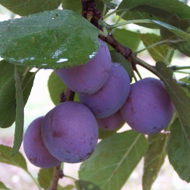 Prunus domestica 'Rivers Early Prolific'