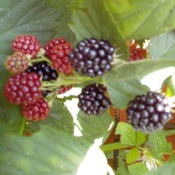 Rubus fruticosus 'Thornfree'