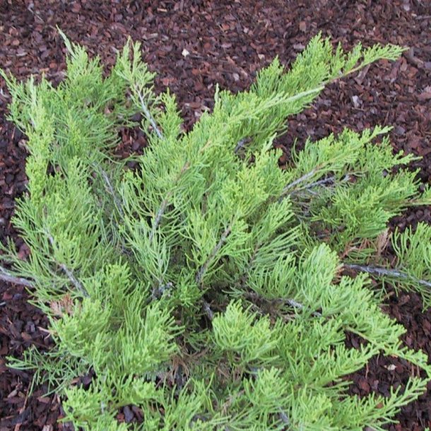 Juniperus chinensis 'Mint Julep'