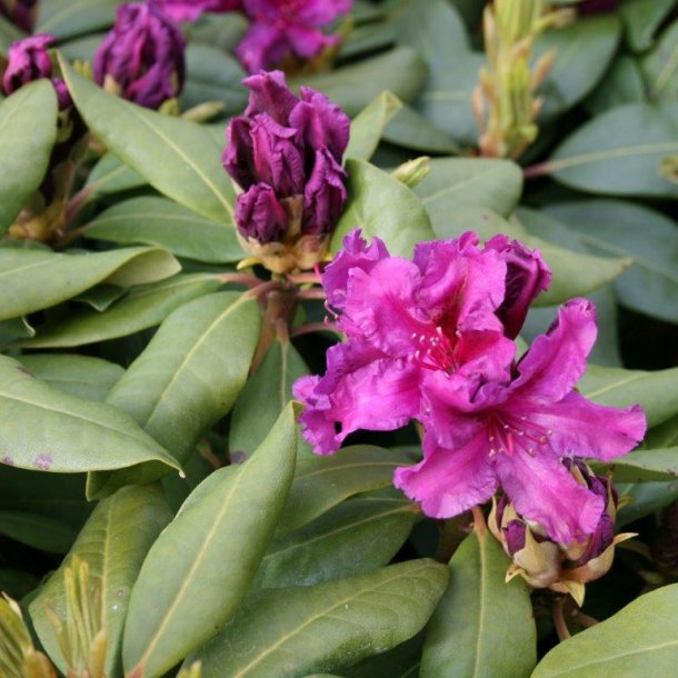 Rhododendron ponticum hybrid 'Azurro'