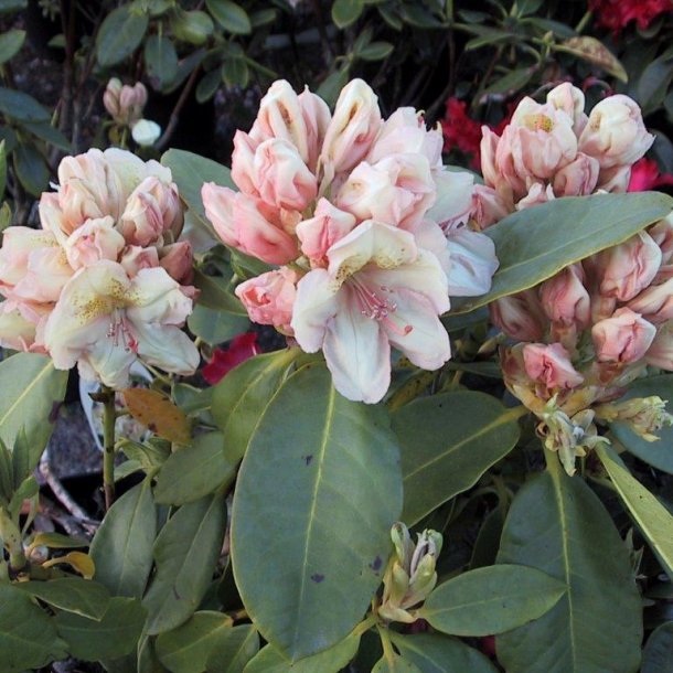Rhododendron wardii hybrid 'Belkanto'