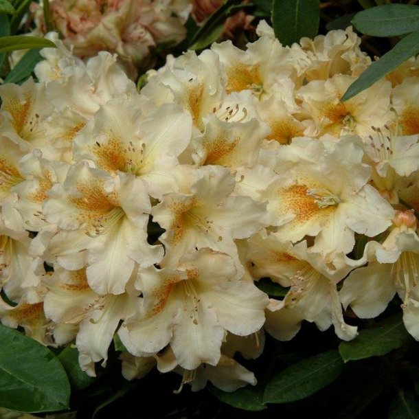 Rhododendron discolor hybrid 'Bernstein'