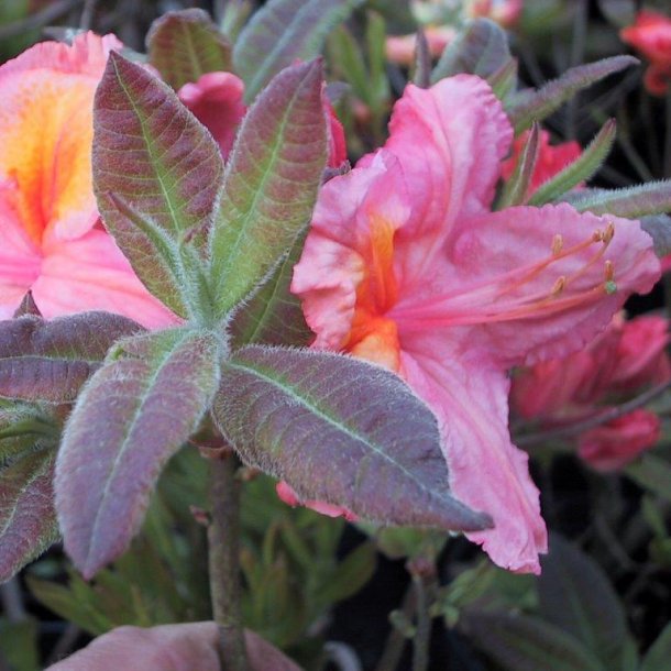 Rhododendron knaphill 'Berryrose'
