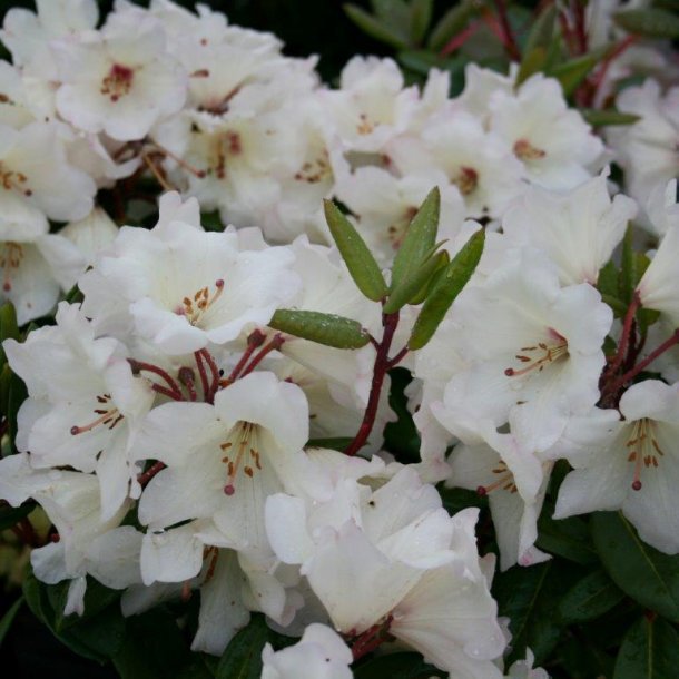 Rhododendron wardii hybrid 'Blueshine Girl'