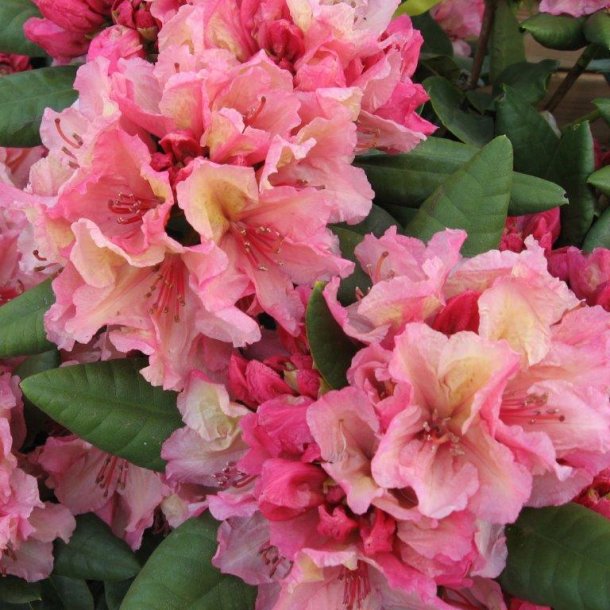 Rhododendron wardii hybrid 'Brasilia'