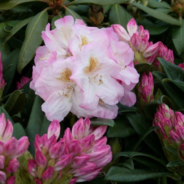 Rhododendron insigne hybrid 'Brigitte'