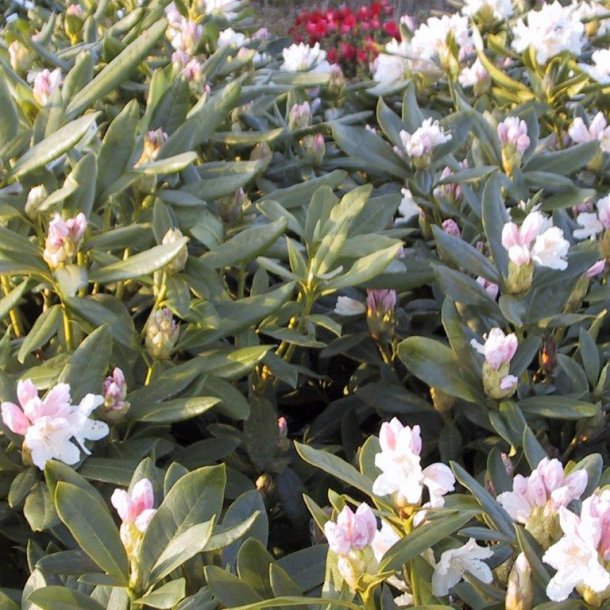 Rhododendron caucasicum 'Cunninghams White'