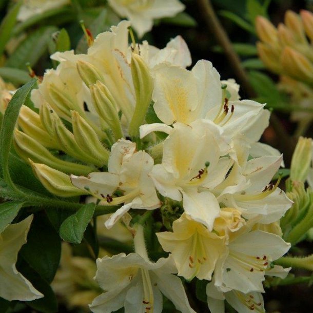 Rhododendron ponticum hybrid 'Daviesii'