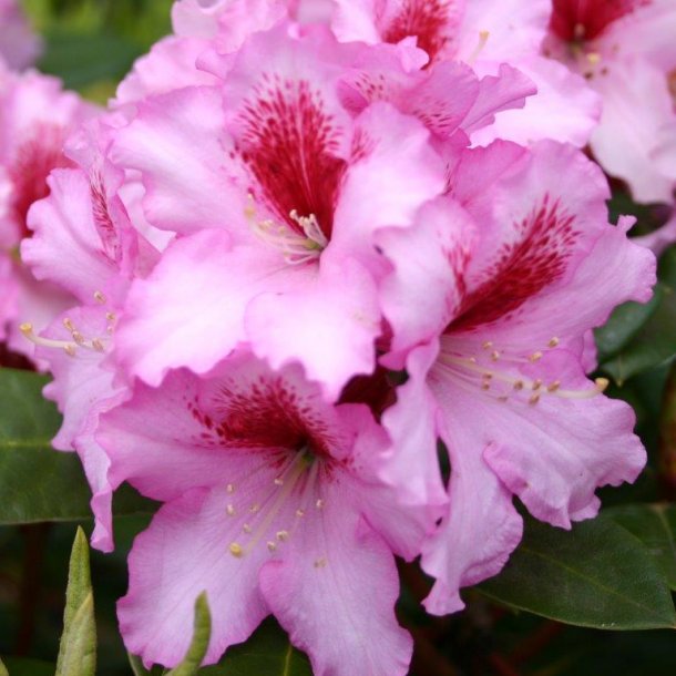 Rhododendron makinoi hybrid 'Diadem'