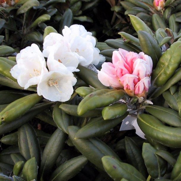 Rhododendron yakushimanum 'Edelweiss'