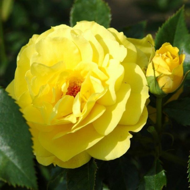Rose 'Friesia'