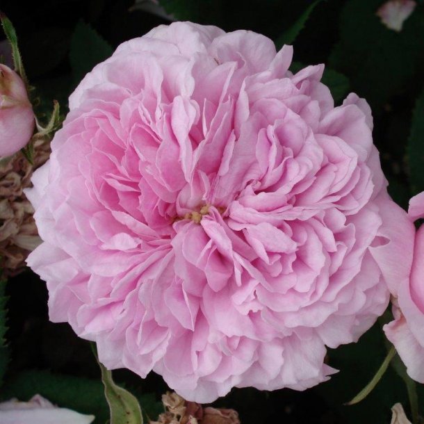 Rose gallica 'Aimable Amie'