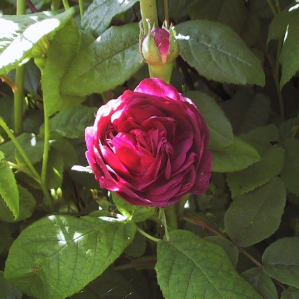 Rose gallica 'Hippolyte'