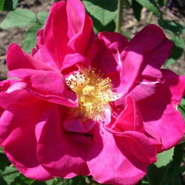 Rose gallica 'Officinalis'