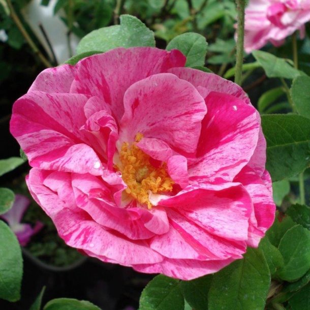 Rose gallica 'Rosa Mundi'