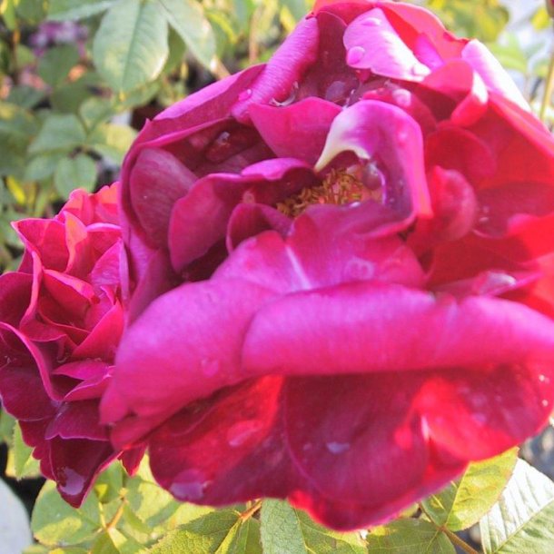 Rose gallica 'Tuscany'