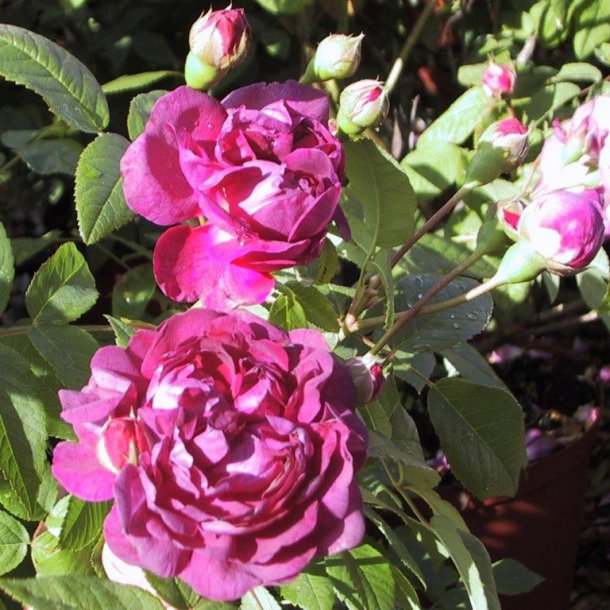 Rose gallica 'Tuscany Superb'
