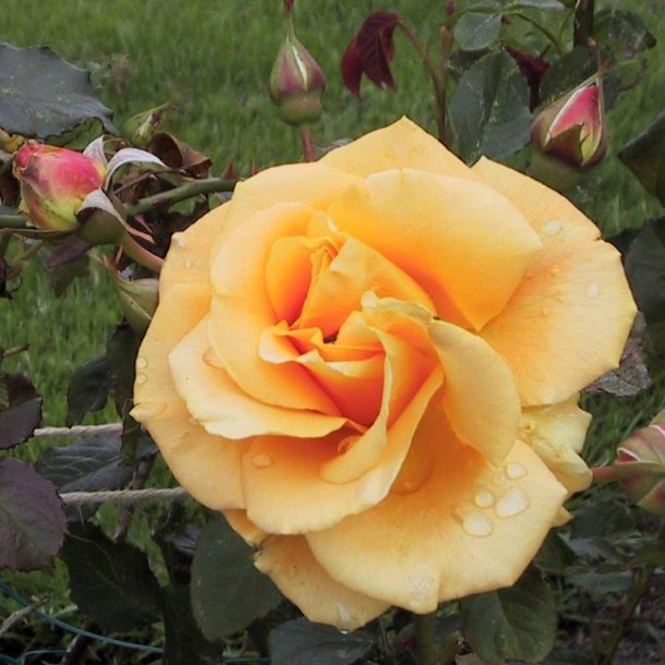 Rose 'Goldener Olymp'