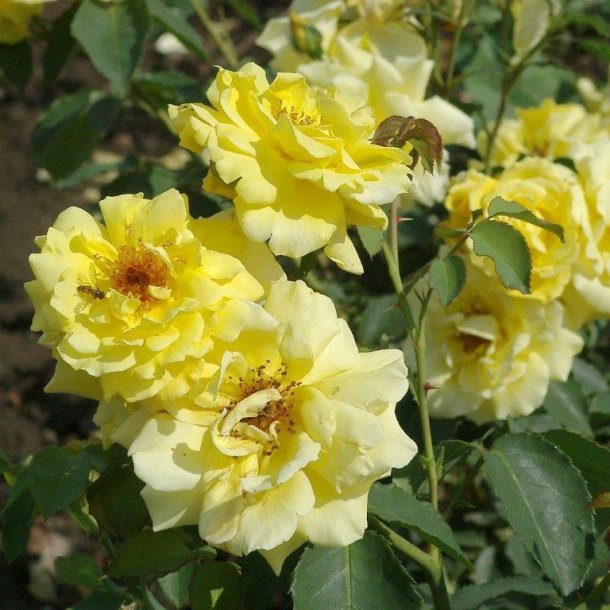 Rose 'Goldstern'