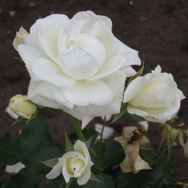 Rose floribunda 'Gråsten'