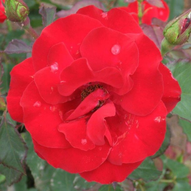 Rose floribunda 'H C Andersen'