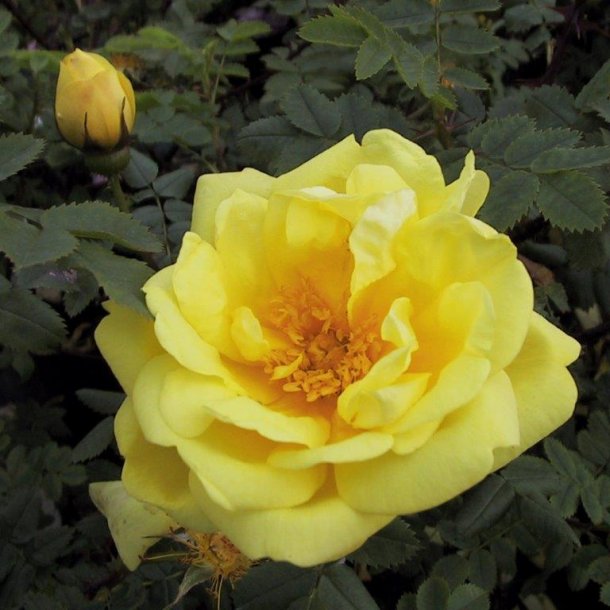 Rose foetida 'Harison's Yellow'