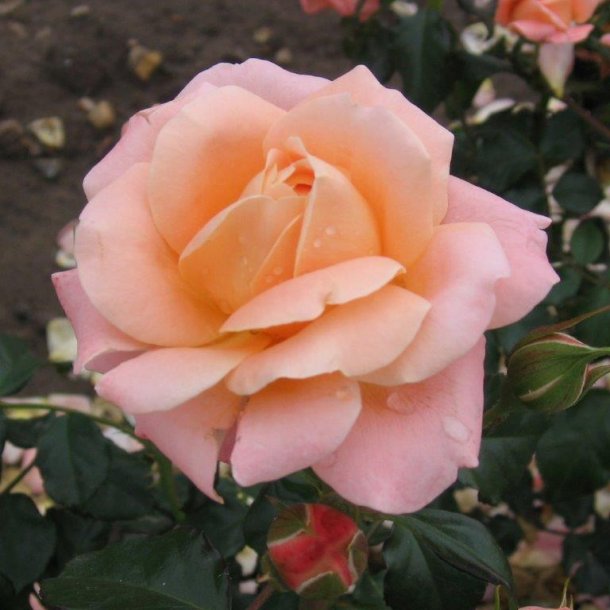 Rose 'Kalmar'