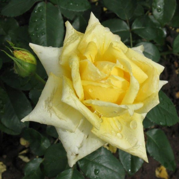 Rose 'Landora'