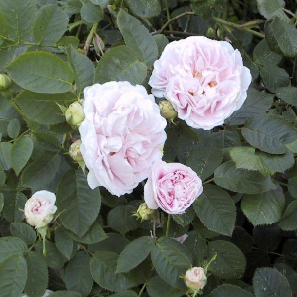 Rose 'Maiden's Blush'