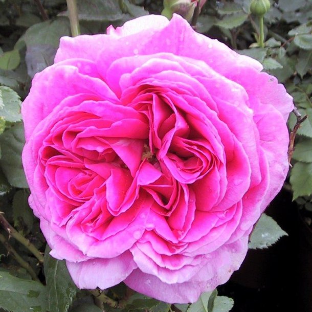 Rose borbonica 'Mme Isaac Pereire'