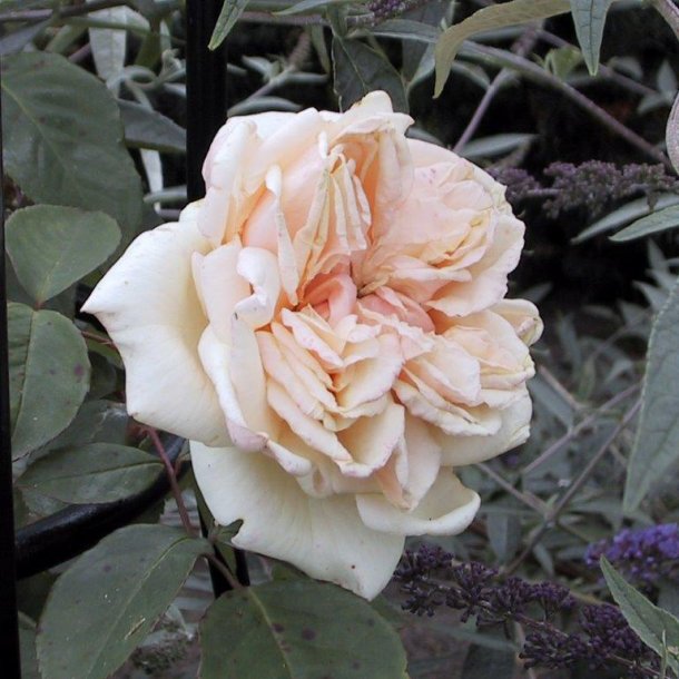 Rose noisettana 'Gloire de Dijon'