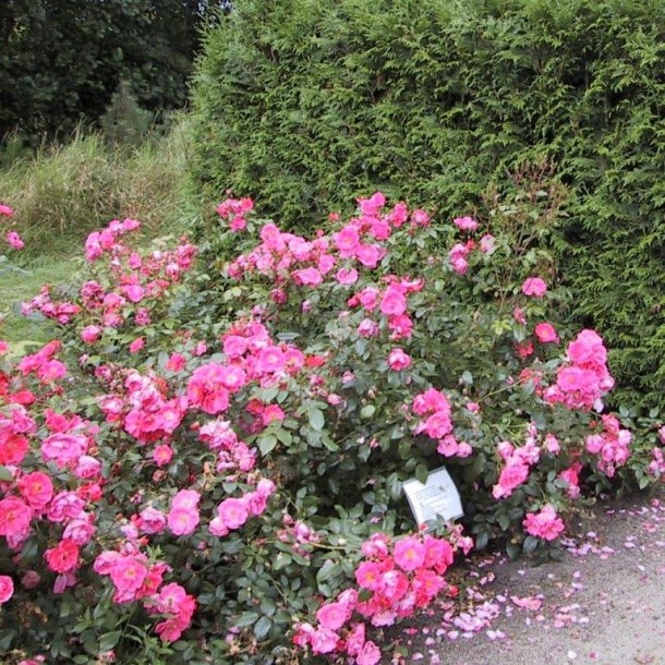 Rose 'Rosy Border'