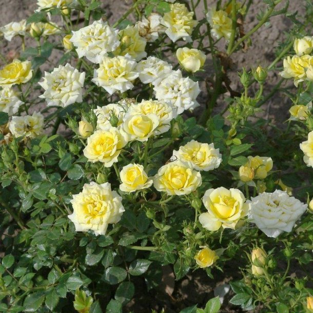 Rose polyantha 'Yellow Fairy'