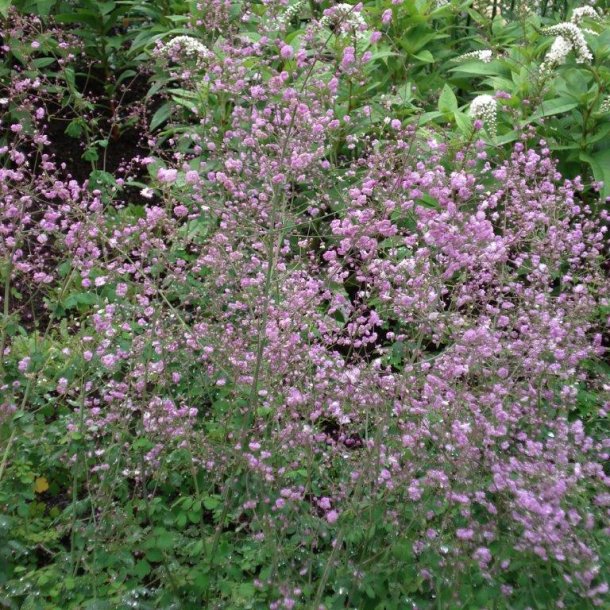 omdrejningspunkt Tom Audreath Dangle Thalictrum delavayi 'Hewitts Double' - Stauder - Home and Garden AmbA
