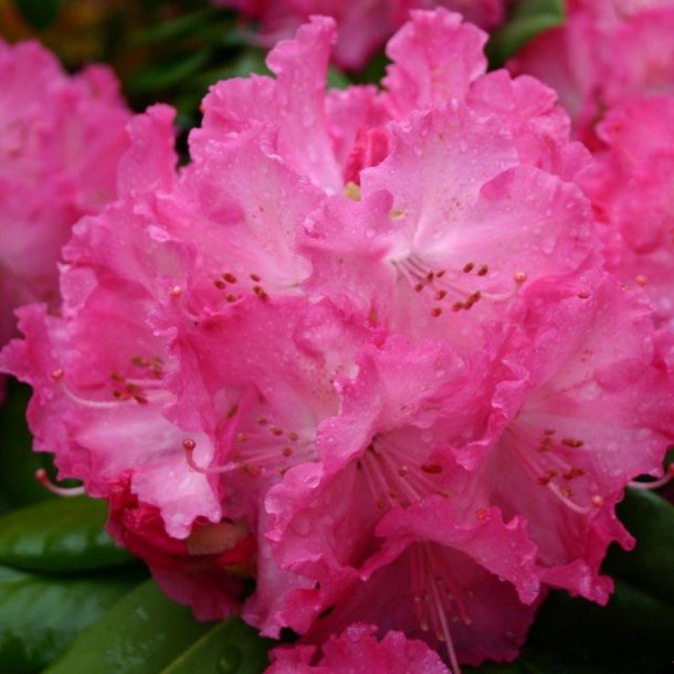 Rhododendron catawbiense 'Germania'