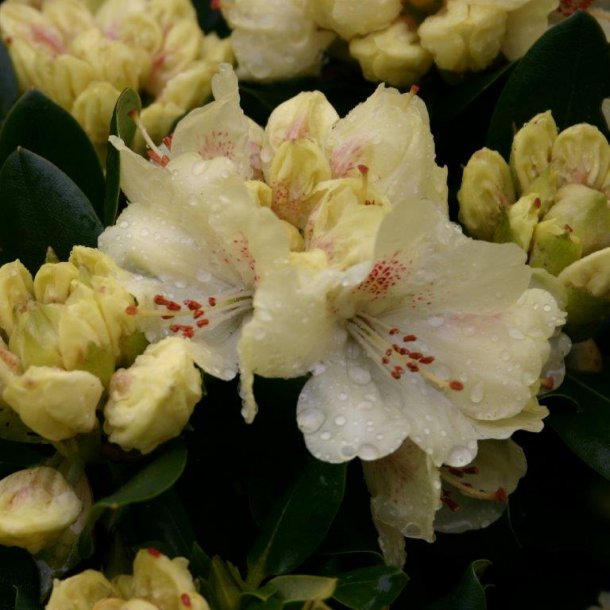 Rhododendron wardii hybrid 'Goldkrone'