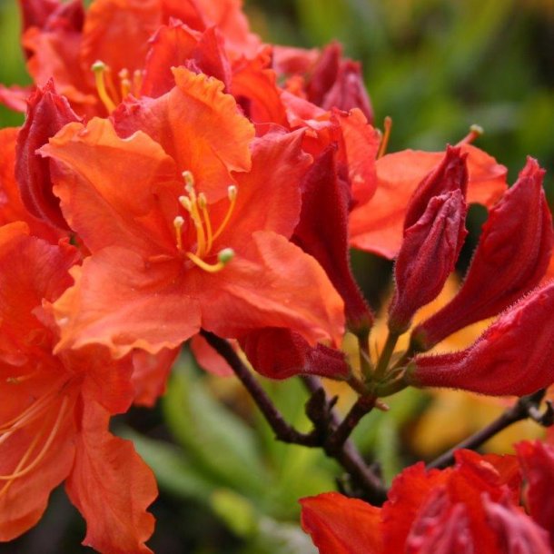 Rhododendron knaphill 'Hotspur Orange'