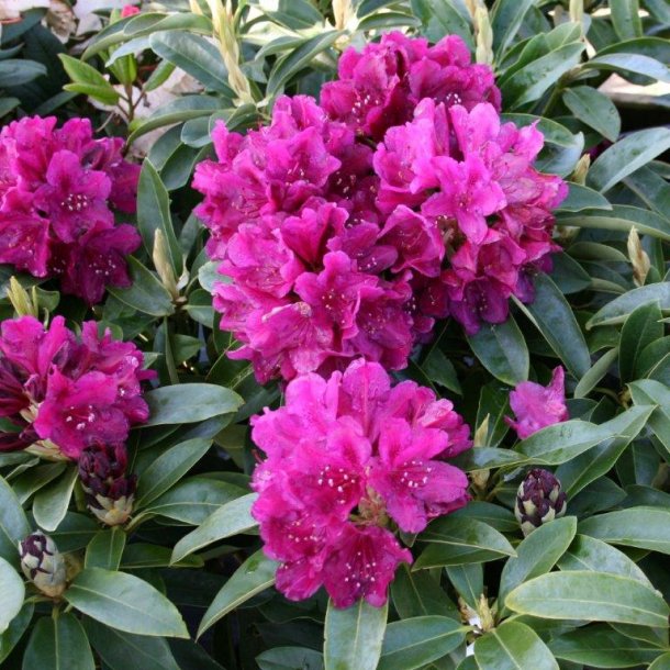Rhododendron catawbiense 'Old Port'